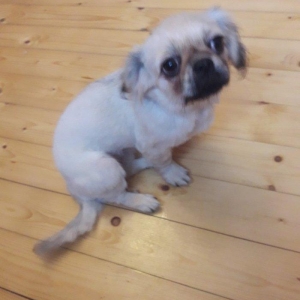 8 iz ayliq pakinec peyvendi vurulub isimle elaqeder satiram cunki evde