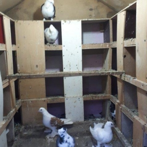 Quşxana satılır. 120 eni 120 uzunu. 1 metr hündürlük. 32 xanəsi var.