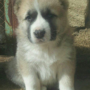 Alabay balası.təmiz türkmən alabayıdı. 55 g