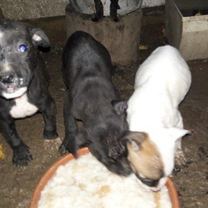 Pitbull balalari.Drak ve Ce****anin balalari satil