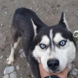 1 yasi var baxilmis itdir Yaxsi coban iti olsa deyiserem