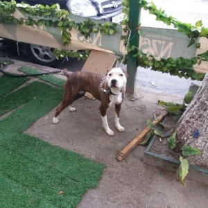 Pitbul satilit diwidir yaw yarimliqdi.. Qiymet 350