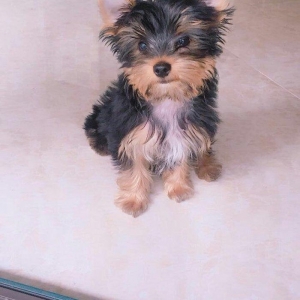 Продаются щенки йоркширского терьера. Очень умные. Приручены к