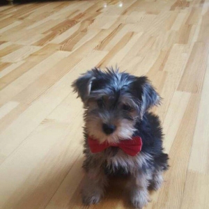 Продаются щенки йоркширского терьера. Очень умные. Приручены к