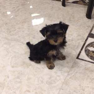 Продаются щенки йоркширского терьера. Очень умные. Приручены к