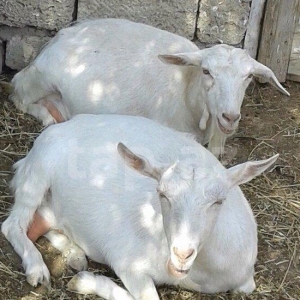 Salam fermaya işçi gotururem ev verırem qaz su ıwıg menlıydı mayıw150m