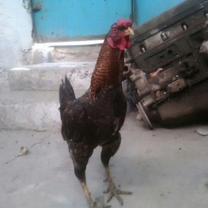 Heyratı xoruzu satiram. 
1 il 6 ayliqdi.

Giymetd