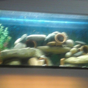 Akvarium yigiram ozum wexsi istenilen olcude istenilen formada qiymet