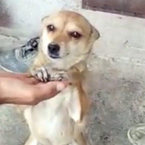 disi 1 yas 7 ayliqdi 2 defe bala verib . 50 azn qi