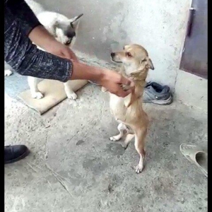 disi 1 yas 7 ayliqdi 2 defe bala verib . 50 azn qiymet sondu