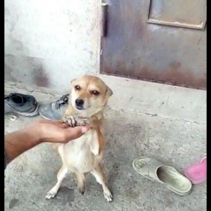 disi 1 yas 7 ayliqdi 2 defe bala verib . 50 azn qiymet sondu