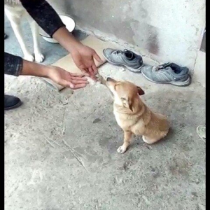 disi 1 yas 7 ayliqdi 2 defe bala verib . 50 azn qiymet sondu