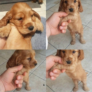 Tam oxuyun melumat tam alin
temiz fransiz iti bala