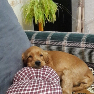 Tam oxuyun melumat tam alin
temiz fransiz iti bala gold koker