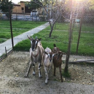 Paroda keçilərdi.. 4.5 litr süd verir dişi balalar 9-aylığdı