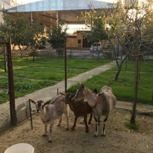 Paroda keçilərdi.. 4.5 litr süd verir dişi balalar 9-aylığdı