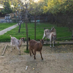 Paroda keçilərdi.. 4.5 litr süd verir dişi balalar 9-aylığdı