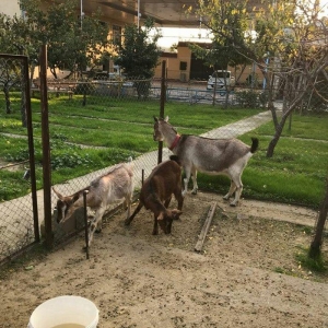 Paroda keçilərdi.. 4.5 litr süd verir dişi balalar 9-aylığdı