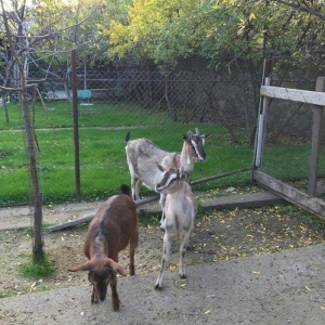 Paroda keçilərdi.. 4.5 litr süd verir dişi balalar 9-aylığdı