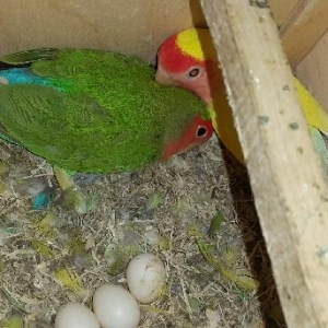 nerazlucnik hazir cut bala alinib  sadece cox ses kuy etdiyine gore sa