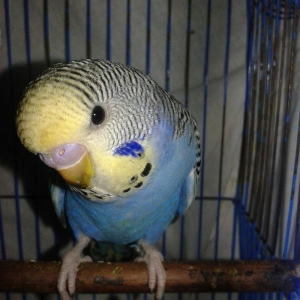 2 aylig cex balalar satilir.biri 30 azn.ana temiz cexdi atasinda donme