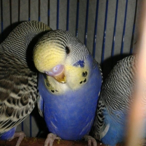 2 aylig cex balalar satilir.biri 30 azn.ana temiz cexdi atasinda donme