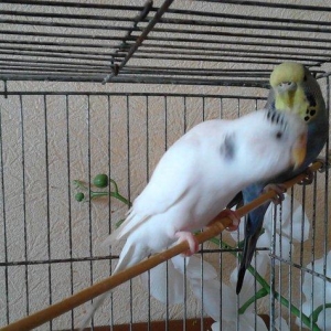 Продам самку волнистого попугая возраст 2 года очень красивая белого