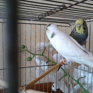 Продам самку волнистого попугая возраст 2 года очень красивая белого