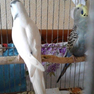 Продам самку волнистого попугая возраст 2 года очень красивая белого