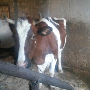 inək satilir üçün götürənlə razılaşmaq olar qırmızının biri ekiz bala