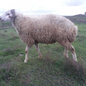 Toy, niwan ucun 10 ayliq ag rengde qoc satiram.. gozlerinin, agzinin