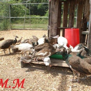 8 ayliq tovuz quşlarıdır.Gördüyünüz kimin cox saqlam esil tebiyet