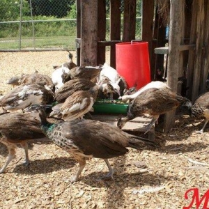 8 ayliq tovuz quşlarıdır.Gördüyünüz kimin cox saqlam esil tebiyet