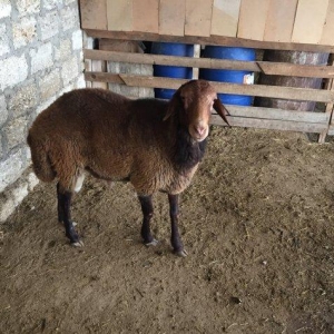 Iki ilini vurmush qoc. Her cur etekli qoyunu surur. Temiz qala