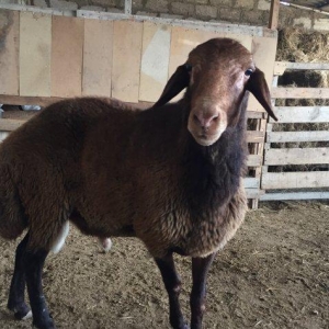 Iki ilini vurmush qoc. Her cur etekli qoyunu surur. Temiz qala