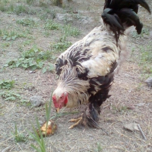 temiz brama xoruz 1 yasi teze olub ve toyuq 10 ayl