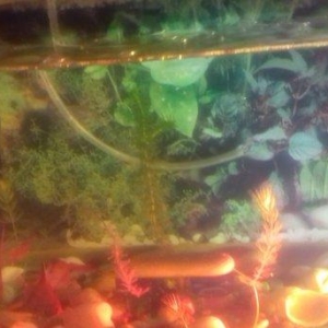 Tecili akvarium satilir 2 eded. Icinde baliqlari dasi tebi otu isigi