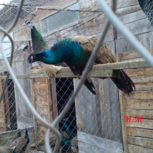 2 illik tovuz quşlarıdır.Gördüyünüz kimin cox saqlam esil tebiyet