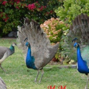 2 illik tovuz quşlarıdır.Gördüyünüz kimin cox saqlam esil tebiyet