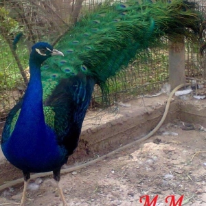 5 illik qara qanad erkey tovuz quşu..Gördüyün�