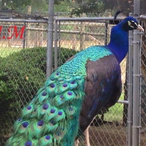 5 illik qara qanad erkey tovuz quşu..Gördüyünüz kimin cox saqlam esil