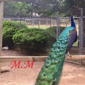 5 illik qara qanad erkey tovuz quşu..Gördüyünüz kimin cox saqlam esil