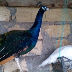 5 illik qara qanad erkey tovuz quşu..Gördüyünüz kimin cox saqlam esil