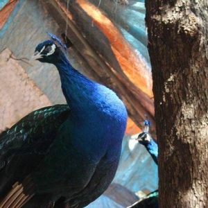 5 illik qara qanad erkey tovuz quşu..Gördüyünüz kimin cox saqlam esil