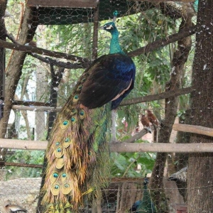 5 illik qara qanad erkey tovuz quşu..Gördüyünüz kimin cox saqlam esil