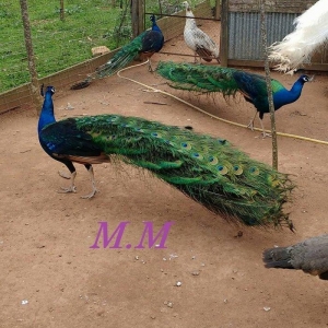 5 illik qara qanad erkey tovuz quşu..Gördüyünüz kimin cox saqlam esil