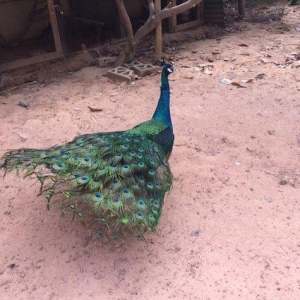 5 illik qara qanad erkey tovuz quşu..Gördüyünüz kimin cox saqlam esil