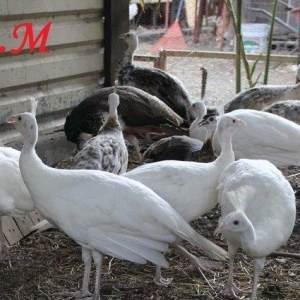 8 ayliq aq tovuz quşlarıdır.Gördüyünüz kimi