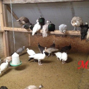 8 ayliq aq tovuz quşlarıdır.Gördüyünüz kimin cox saqlam esil tebiyet