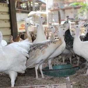 8 ayliq aq tovuz quşlarıdır.Gördüyünüz kimin cox saqlam esil tebiyet